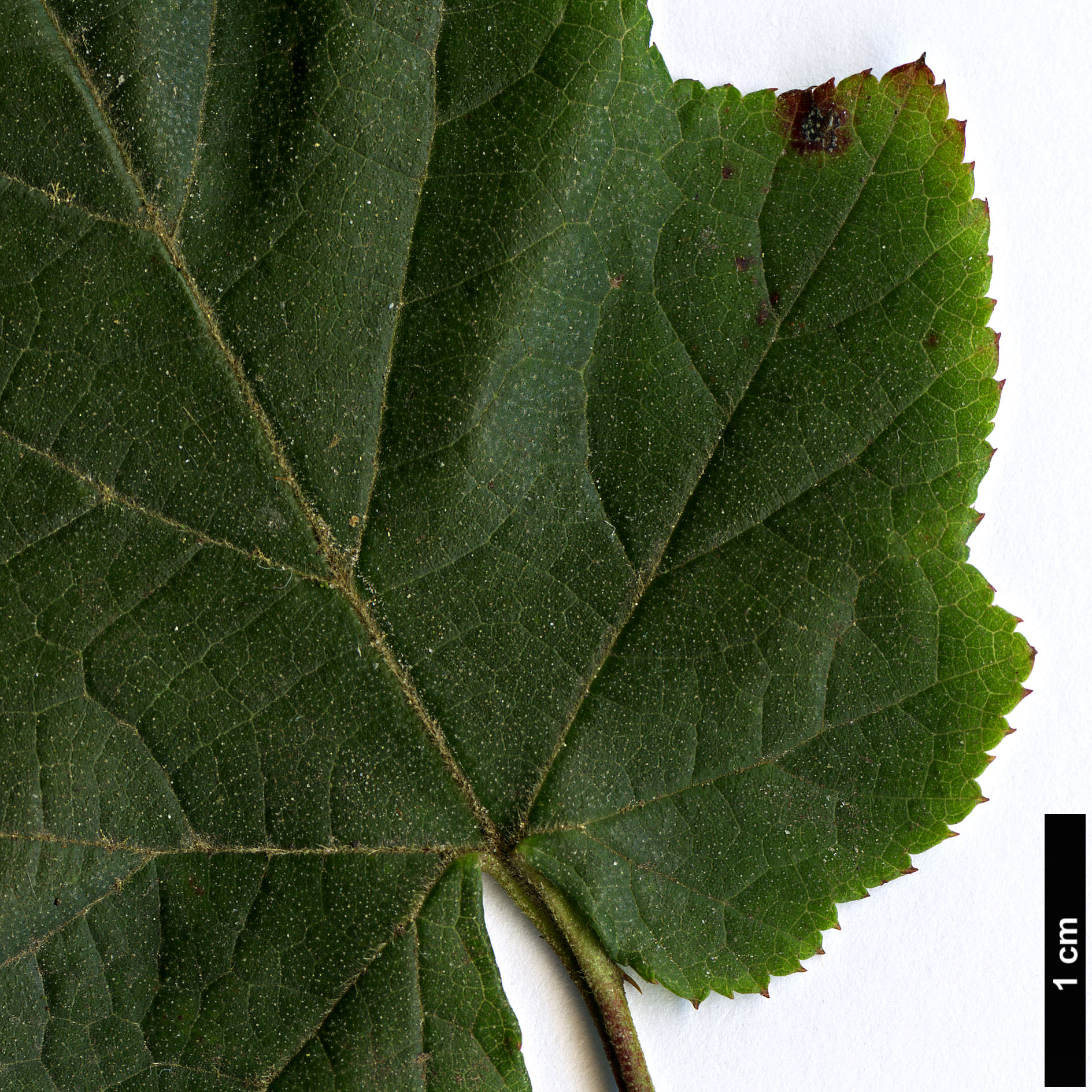 High resolution image: Family: Rosaceae - Genus: Rubus - Taxon: lambertianus - SpeciesSub: var. paykouangensis